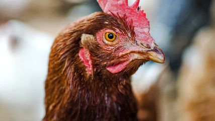 Sodexo will source only cage free eggs worldwide by 2025