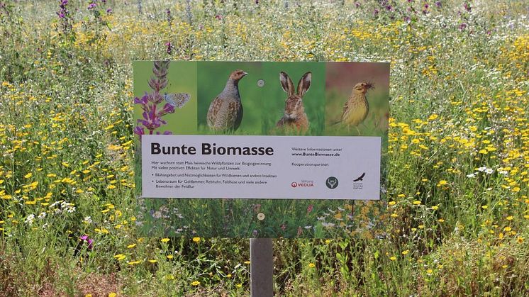 Projektfläche "Bunte Biomasse" mit Beschilderung (Autor: Werner Kuhn)