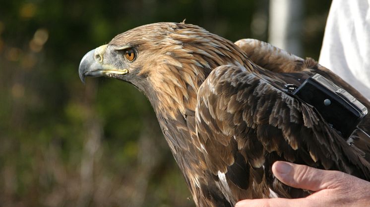 Golden eagles studied by satellite