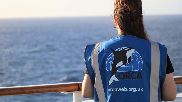 Over 4,400 wildlife sightings made by marine conservation charity ORCA from Fred. Olsen ships in 2022