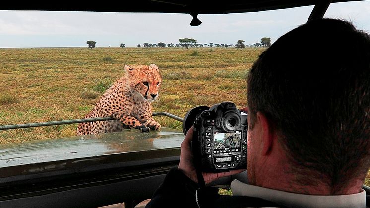 På safari och möte med en nyfiken gepard i Krugerparken