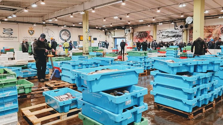 Full aktivitet när handel pågår vid Göteborgs fiskauktion 