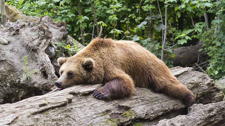 Den sovande björnen kan utgöra nyckeln till ny och skonsammare behandling mot blodproppar