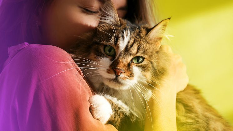 Neu: Gothaer bietet Krankenversicherung für Katzen