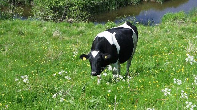  Drygt 17 procent av den totala mjölkproduktionen i Sverige var ekologisk 2020. Foto: Urban Wigert.