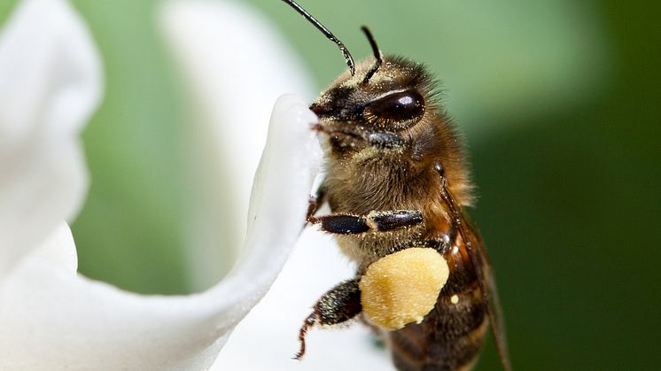 Hjälp bina - bjud på en mångfald av växter!
