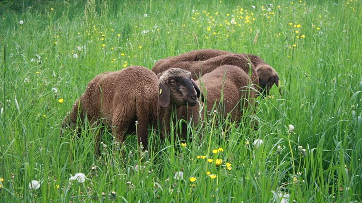 Goetheanum-Gartenpark: Neu weiden hier auch Schafe 