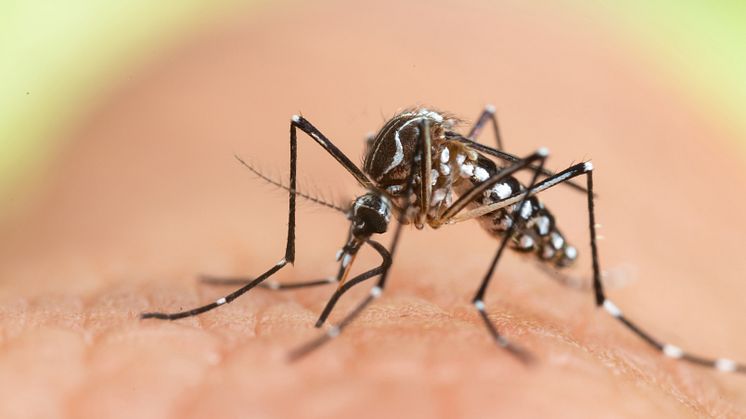 In Spanien haben sich erstmals drei Touristen mit dem Chikungunya-Virus infiziert. Überträger der in der Regel nicht tödlich, aber teilweise äußerst schmerzhaft verlaufenden Krankheit sind Tigermücken wie der Art Aedes albopictus.