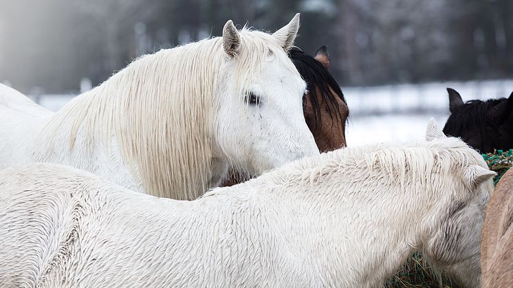 Hästar på vintern