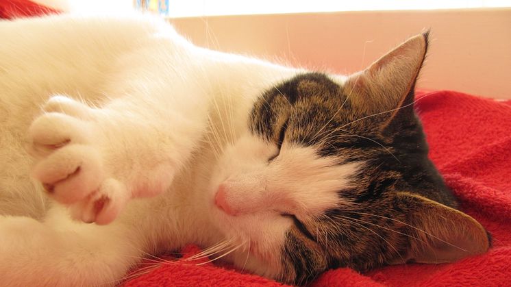 Höga halter av kemikalier hos katter beror på inomhusmiljön