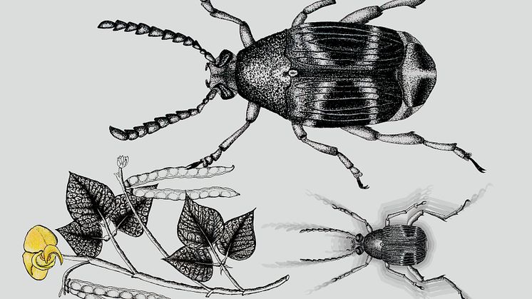 Hane och hona av bladbaggen Callosobruchus maculatus och växten den lever av, Vigna radiate. Bilden visar storleksförändringen efter selektion. Illustration: Paula Vasconcelos