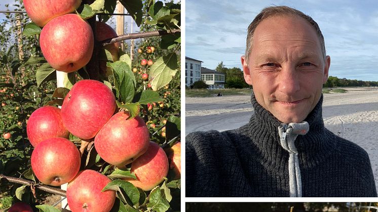 Experten tipsar: Välj fem äpplen i säsong