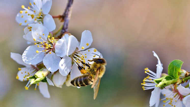 Under tre år har EU-projektet om det nordiska biet pågått och forskarna Sonja Leidenberger och Niclas Norrström på Högskolan i Skövde, kommer i samband med en konferens på Nordens Ark presentera sina resultat. 