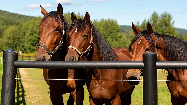 Norsk Rikstoto får fornyet tillatelsen til å tilby pengespill på hest 