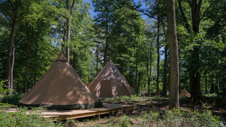 Camp Oak en unik tältby mitt Skånes Djurpark som öppnar sommaren 2018.