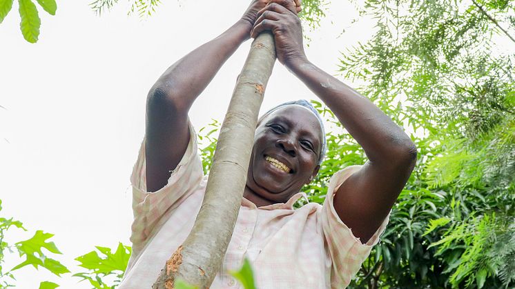 Salome Oside bor i Kajagongo, Kenya. Tidigare gick familjens mark inte att odla på. Lösningen blev agroforestry – att plantera träd och grödor ihop. Nu finns pengar till skolavgifter och mat på bordet. Foto: Elin Larsson