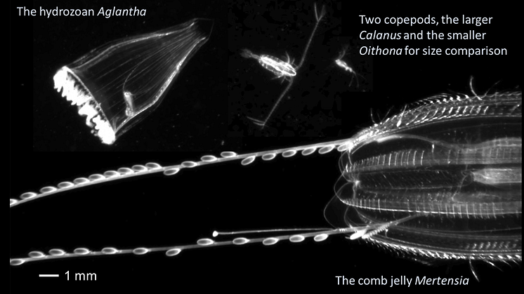 Gelatinous plankton, like the hydromedusa Aglantha and the comb jelly Mertensia are voracious predators on smaller zooplankton. They catch their prey using extendible tentacles with special stinging or sticky cells and haul in the catch. 