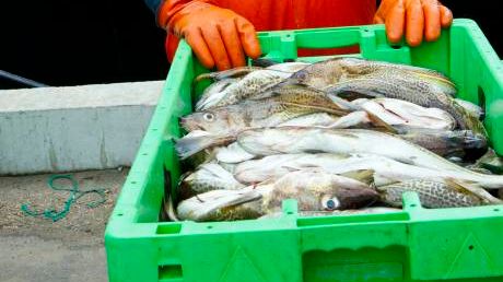 EU-möte om fiskekvoter för Västerhavet