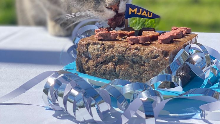 30-årsjubileum för Mjau och det unika katthemmet Tassalyckan