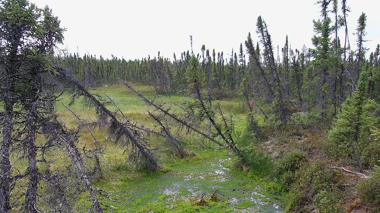 Markkollaps när permafrosten tinar, Misaw Lake i Kanada. Foto: Britta Sannel.