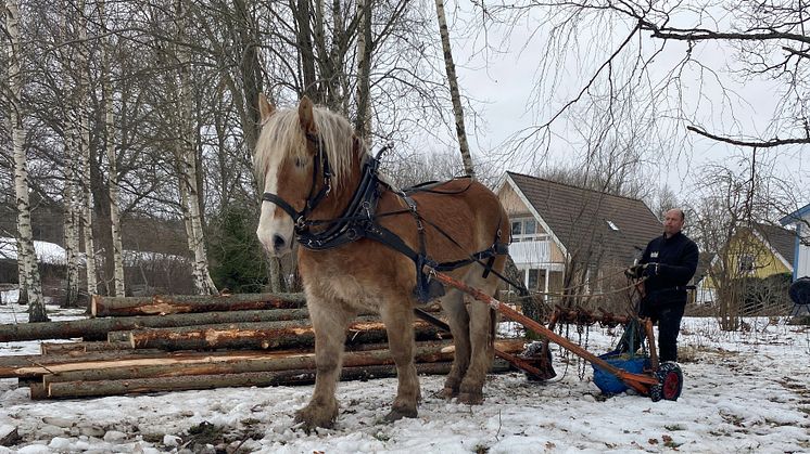 Kulturhistoria i skogsbruket – Västerås stad tar hjälp av hästar i skogen