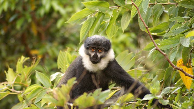 Informationen från de över 200 primatarternas arvsmassa kan bland annat lära oss mer om vilka mutationer som kan leda till sjukdomar hos människor. Här en svartmössmarkatta, eller Allochrocebus lhoesti. Foto: Tharcisse Ukizintambara