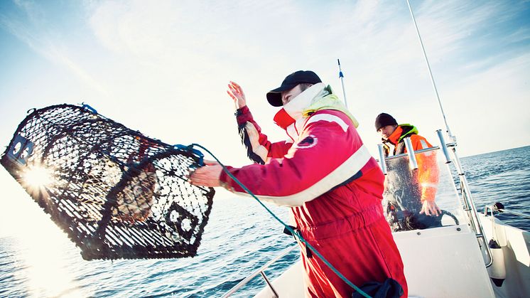 Premiär för hummerfisket 2020 21 september kl. 07.00. Fritidsfiskare får fiska fram till och med 30/11, yrkesfiskare fram till och med 31/12.  Foto: Maja Kristina Nylander