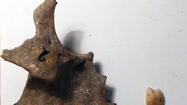 Överkäke och tand från det 350 år gamla skelettet som tidigare hittats i en stenåldersgrav i Amoreira i Portugal, och som i den här studien har analyserats biomolekylärt. Foto: Rita Peyroteo Stjerna