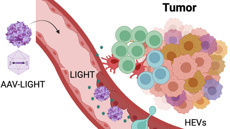 AAV-LIGHT-terapi förändrar tumörens blodkärl och förbättrar deras förmåga att transportera T celler till tumören. Illustrationen gjordes med Biorender. 