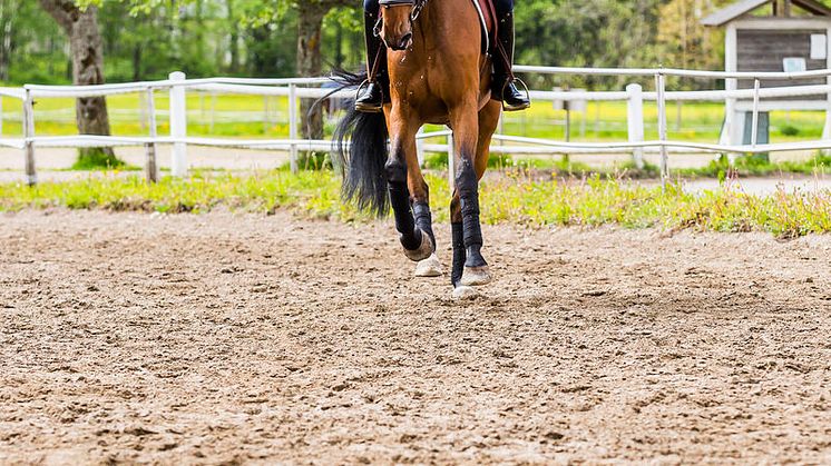 Ökat intresse för hästutbildningen Ridning i Skåne