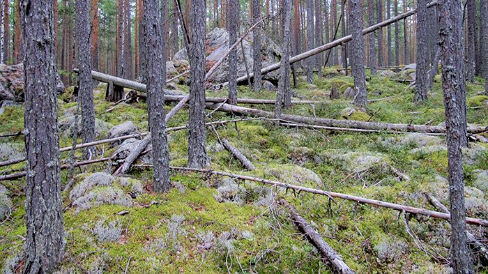 Länsstyrelsen, Skogsstyrelsen och Sveaskog ska i ett gemensamt projekt titta på Oreskogarnas brukande och bevarande. Foto: Ville Pokela, Länsstyrelsen i Dalarnas län