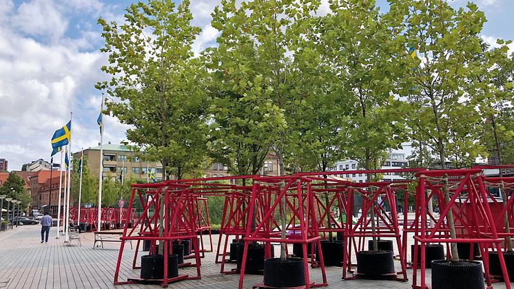 Träden som ska planteras har stått utplacerade på olika platser i Helsingborgs centrum, bland annat på Sundstorget, som en del i stadens test "Flyttbar park". Nu är det dags att plantera ut dem.