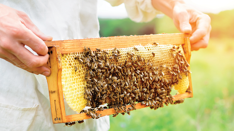 Ny studie som visar fördelarna med EM® för koloniserade bin 
