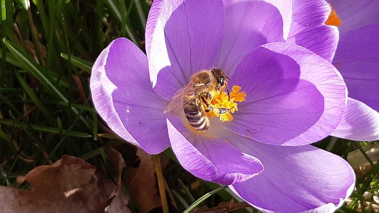 Biene auf der Blühfläche von Familie Brandt ("Brunsbüttel blüht auf")