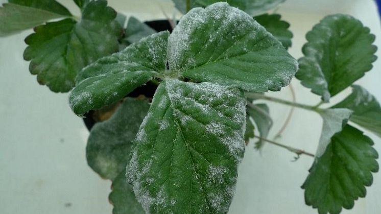 A strawberry plant infected with powdery mildew fungi