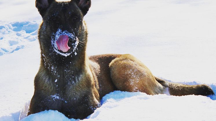 Hunden Civan tar det lugnt i snön. 