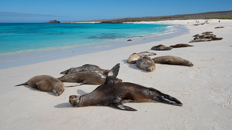 Gardner Bay on Galapagos' Española Island. Photo: John Chardine