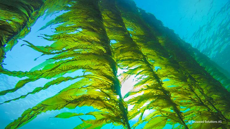 Ny forskning fra Norsk institutt for vannforskning (NIVA) gir ny kunnskap om hvilke positive og negative effekter taredyrkingsindustrien kan ha på det marine økosystemet.  (Foto: Seaweed Solutions AS)
