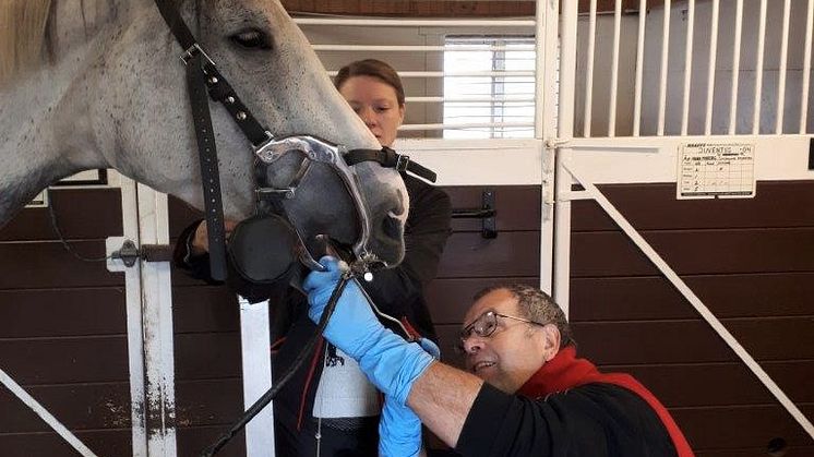 Hästen Leta undersöks av veterinär Mats Scharin.