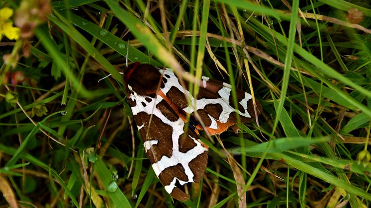 A garden tiger moth in long grass. Photo: Getty Images