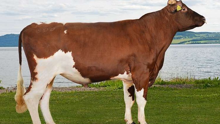 Roen 11690 has outshined the competitive leading bulls and named King of the Red Breeds with the top spot in all categories. Photo: Jan Arve Kristiansen