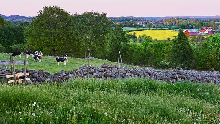 Arealen ekologiskt brukad mark minskade under 2022 jämfört med 2021. Foto: Stefan Isaksson, Scandinav. 