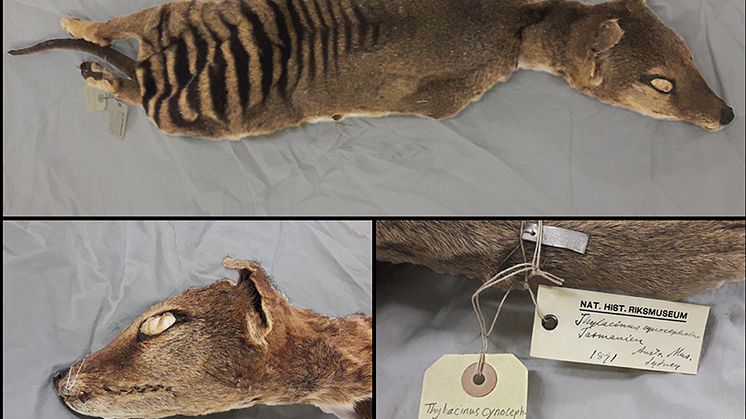 Ett exemplar av tasmansk tiger (pungvarg) som konserverats genom uttorkning i rumstemperatur på Naturhistoriska riksmuseet. Foto: Emilio Mármol Sánchez (foto) och Panagiotis Kalogeropoulos (redigering)