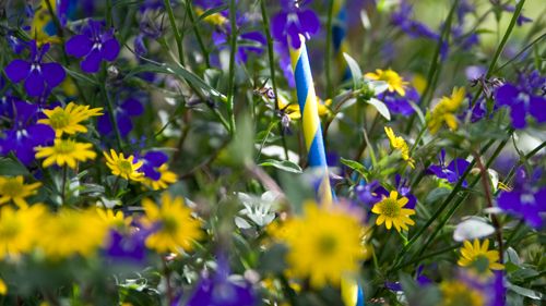 Sommarblommor firar Sveriges nationaldag