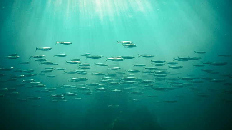 Ny HaV-rapport visar hur våra viktigaste fiskar och skaldjur utvecklas