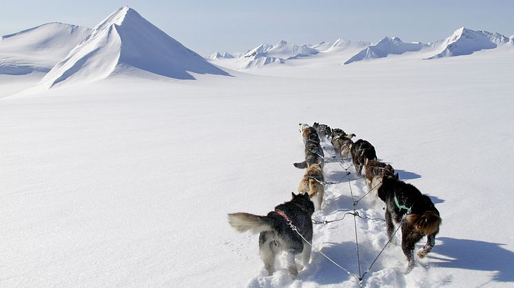 Hundesledetur i hvitt vinterlandskap.jpg