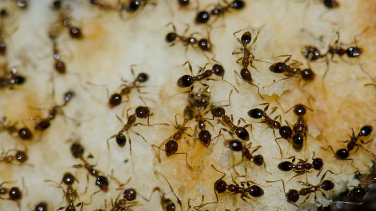 Myrer skaber aldrig trafikpropper. Det kræver blot lidt tilbageholdenhed og uselvisk adfærd. Foto: Shutterstock