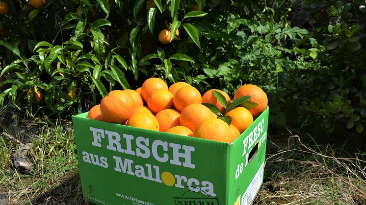 Erntefrische und naturbelassene Orangen von Mallorca: Reisebüros können sich über einen vitaminreichen Weihnachtsgruß freuen. (Fotos: Fet a Sóller)