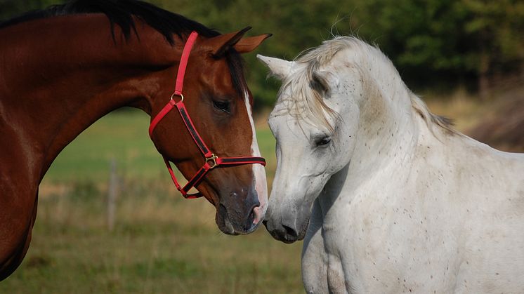 AGRITON och EQVITAL inleder samarbete för att förstärka hästarnas välmående