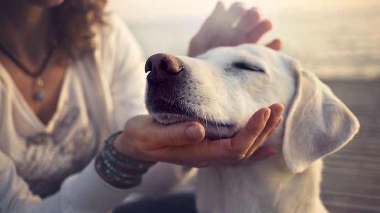 Mehr Leistung für den Hund in der Gothaer Tierkrankenversicherung